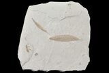 Fossil Leaves, Bee and Beetle - Green River Formation, Utah #109107-1